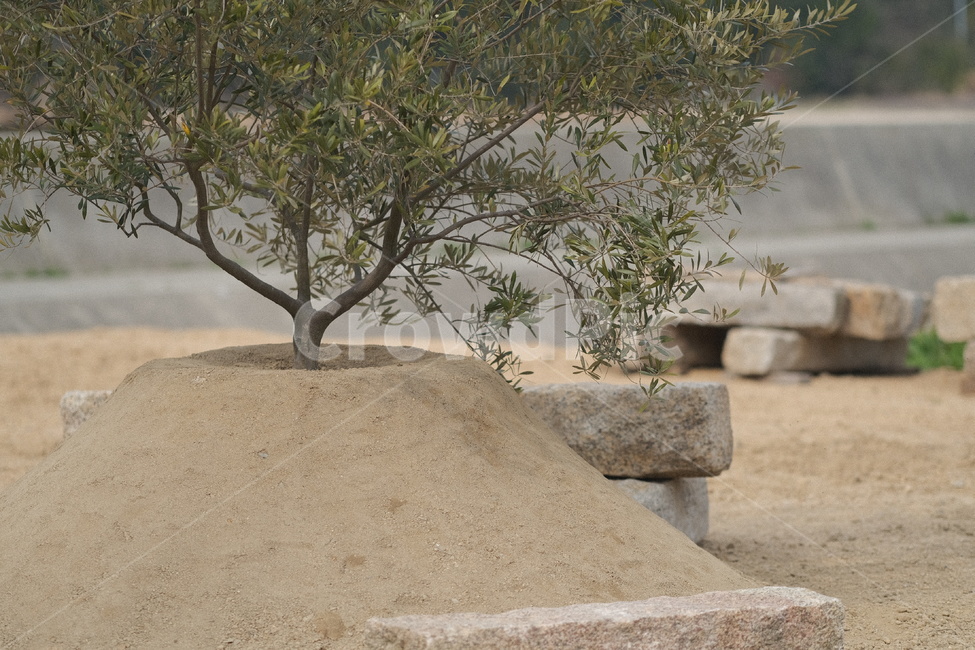 나무,식목일,모래,흙,tree,식물,plant,식물,자연,plants,nature,나무,trees,wood