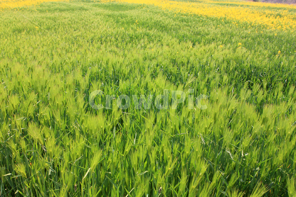 보리,보리밭,청보리,5월,축제,식물,자연,plants,nature