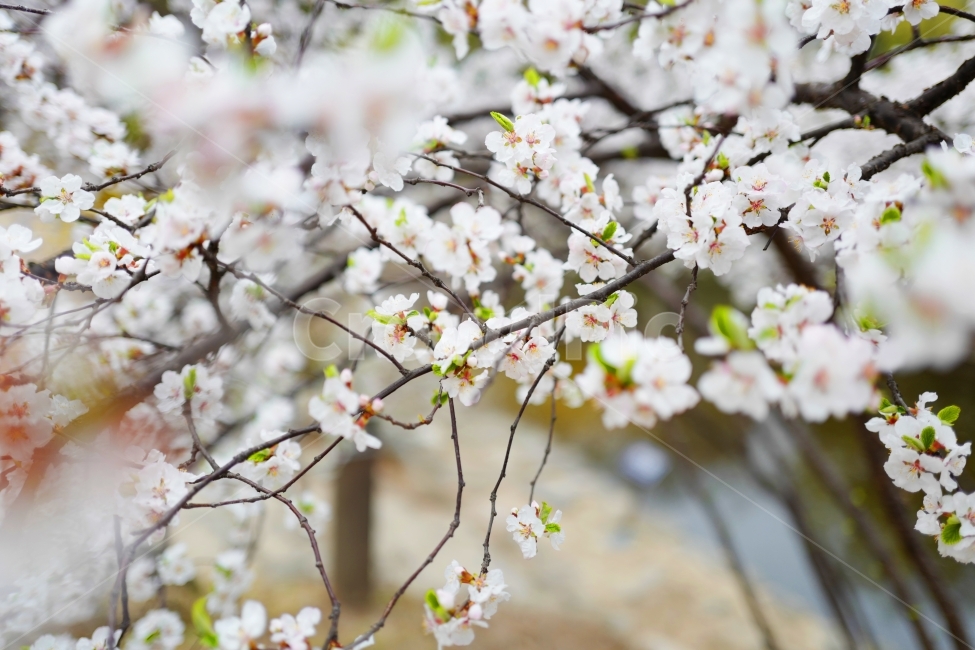 벚꽃,꽃,봄꽃,봄,꽃나무,봄,계절,spring,season,식물,자연,plants,nature,꽃,flower,plant,blossom