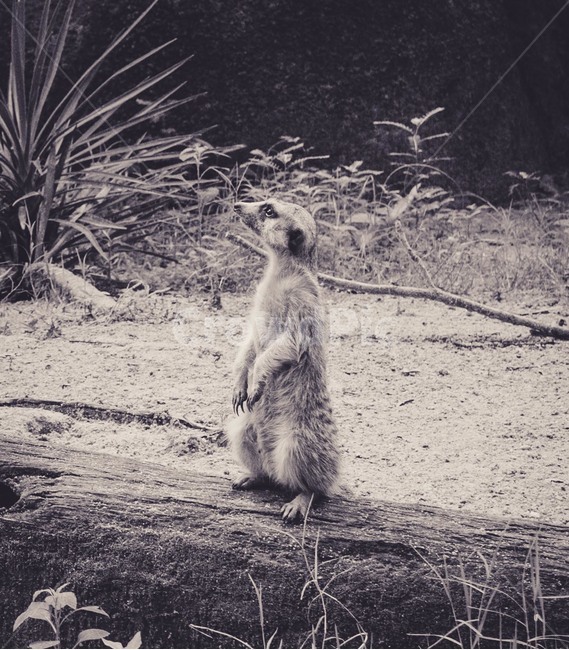 미어캣,고민,흑백,동물원,고독,자연,동물,동물,animal,흑백,모노톤,monochrome,black and white