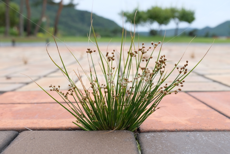 자연,식물,잡초,풀,벽돌,nature,plant,생명,끈기,식물,자연,plants,nature