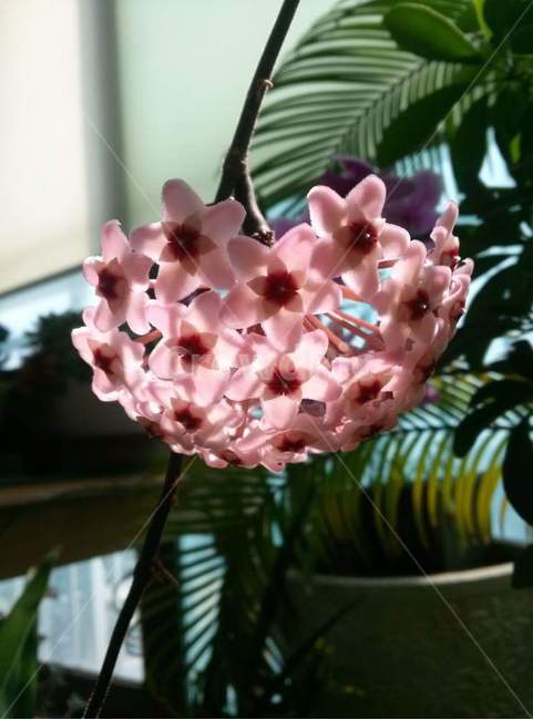 꽃,호야꽃,다육,식물,별꽃,감성사진