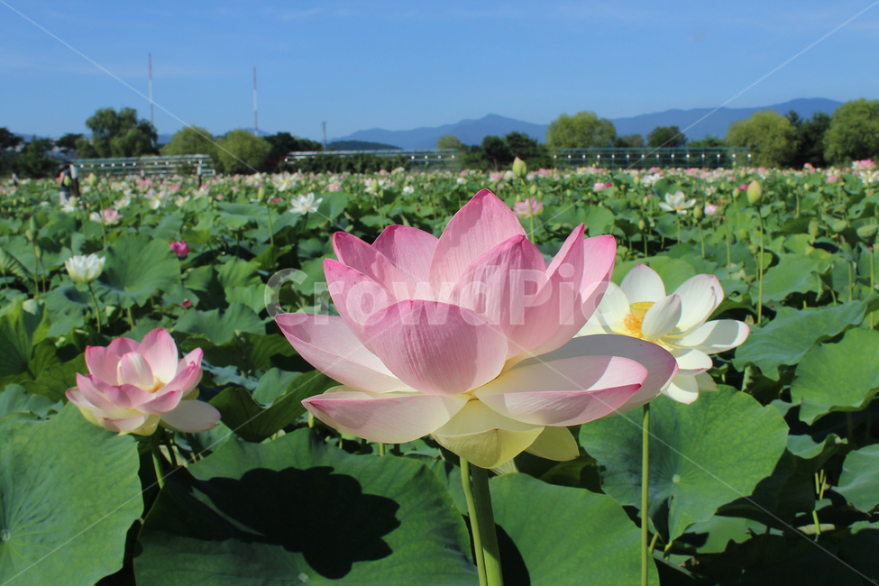 연못,연꽃,배경,힐링,분홍,만개,하늘,불교,연잎,flower,식물,꽃,plant