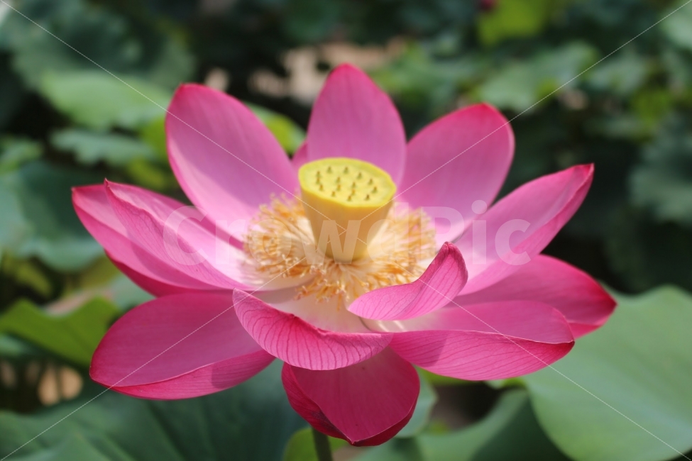 서울,절,사찰,불교,연꽃,식물,자연,plants,nature,꽃,flower