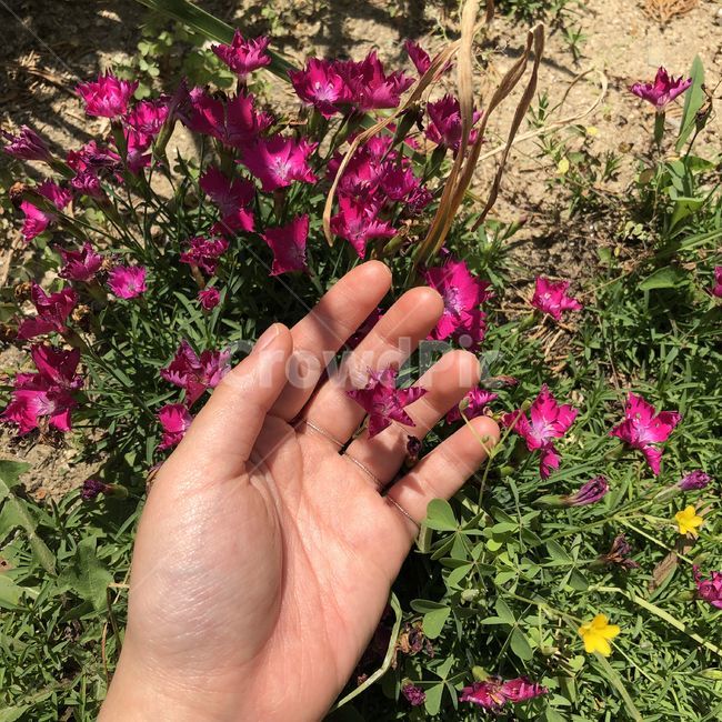 꽃,flower,pink,꽃과손,자연,nature,plant