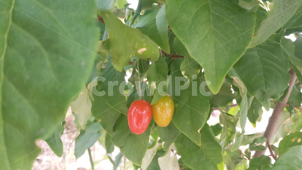 보리수,열매,보리수나무,잎사귀,흰점,깨달음,botree,spring,color,fruit,봄,식물,자연,plants,nature,과일,열매,fruit