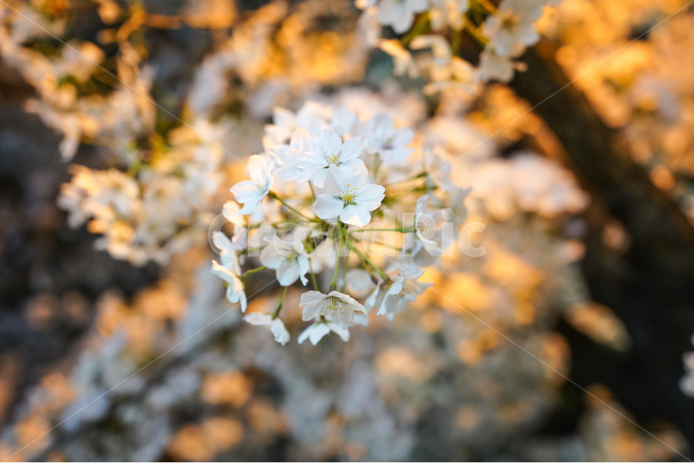 공덕,벚꽃길,벚꽃,경의선숲길,효창공원역,벚꽃나무,벚꽃축제,야경,야화,cherryblossom,blossom,nightview,봄,계절,spring,season,야경,밤,풍경,nightscape,night,landscape,식물,자연,plants,nature,꽃,flower,plant,geranium,제라늄