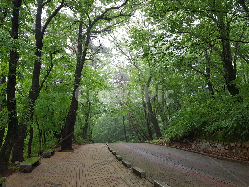 나무,도로,숲,여름,길,자연,풍경,nature,landscape,path,통로,walkway,보도
