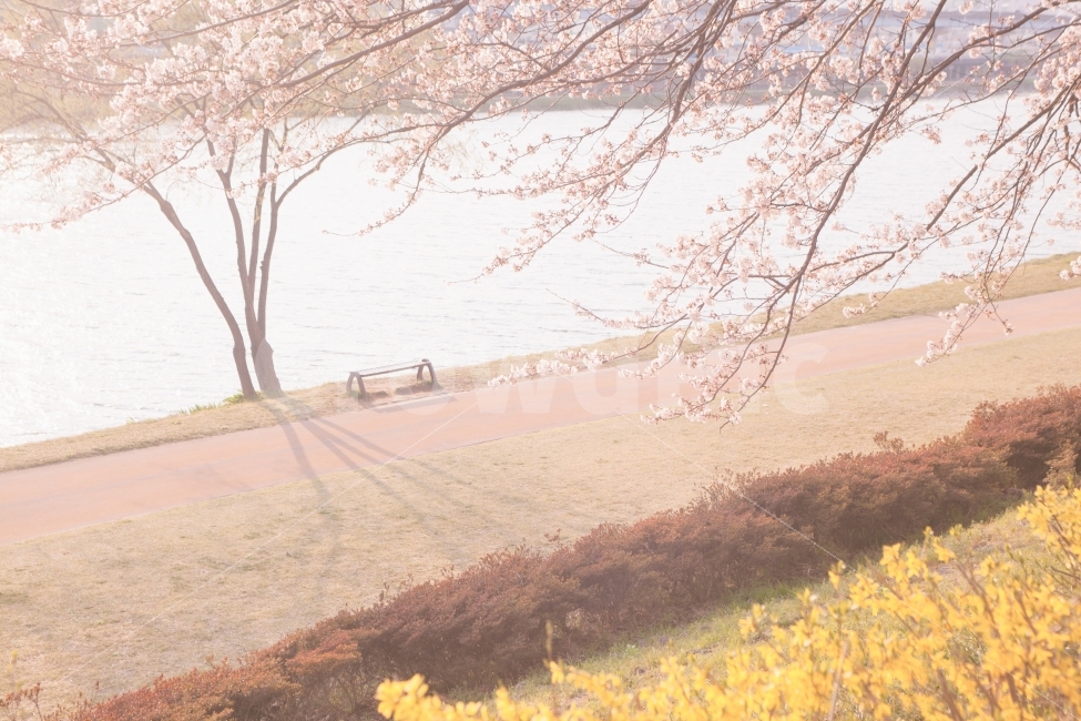 봄,벚꽃,꽃,나무,자연,풍경,풍경사진,봄사진,꽃사진,벚꽃사진,flower,flowers,cherryblossom,tree,nature,landscape,spring,자연,풍경,nature,landscape,봄,계절,spring,season,휴식,힐링,rest,relaxation,healing,식물,plants,꽃,flower,plant