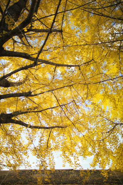 풍경,거창,의동마을,은행나무,노란색,감성사진,가을,자연,가을,계절,fall,autumn,season,tree,나무,plant,식물,tree trunk,나무 줄기