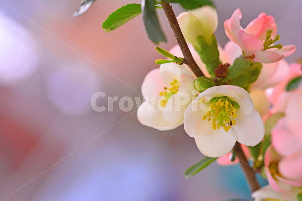 봄꽃,명자꽃,명자나무,꽃,분홍색꽃,핑크색,4월,5월,flowers,분위기,감성,필,화사한,아름다운,우아한,beautiful,엘레강스,elegance,연분홍색,나무꽃,관목,느낌,배경,바탕,백그라운드,background,보케,빛망울,접사,마크로,클로즈업,macro,봄,계절,spring,season,식물,자연,plants,nature,꽃,flower,plant