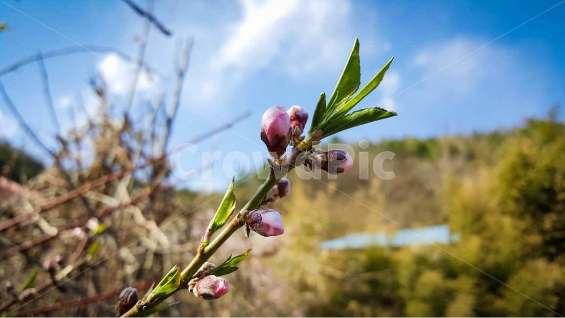 복숭아,복숭아꽃,봄,풍경,농원,과실수,봄,계절,spring,season,식물,자연,plants,nature,꽃,flower,plant