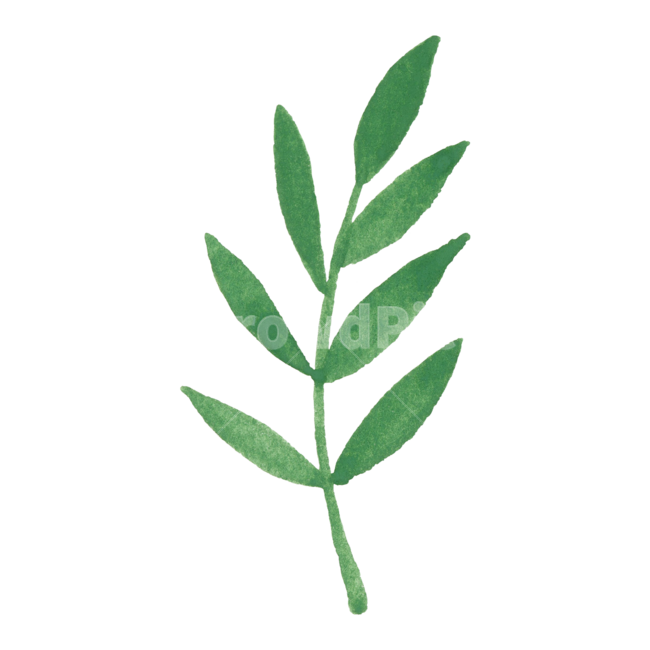잎,나뭇잎,수채화,초록,자연,아이콘,식물,귀여운,손그림,일러스트,green,nature,봄,illustration,plant,leaf,여름,watercolor,icon,식물,자연,plants,nature,누끼,remove background,그래픽,일러스트레이션,graphic,illustration