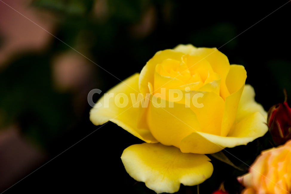 봄,꽃,장미,노랑,수목원,봄,계절,spring,season,식물,자연,plants,nature,꽃,flower,blossom,rose,plant