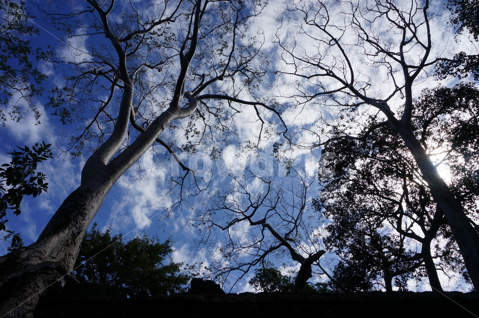 plant,식물,tree,나무,treetrunk,sky,cloud