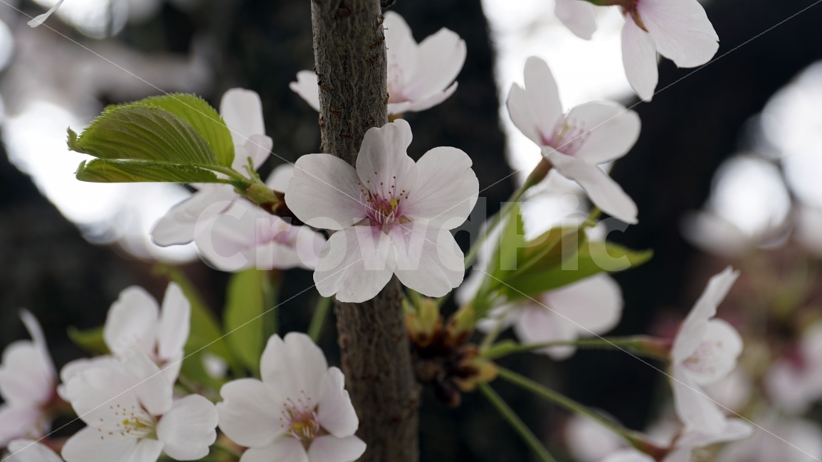 꽃,벗꽃,봄,나무,나뭇가지,벗꽃나무,플라워,봄꽃,이파리,자연,flower,sakura,nature,tree,spring,식물,동네,마을,환경,벚꽃,식물,자연,plants,nature,봄,계절,spring,season,꽃,flower,plant,geranium,제라늄,blossom
