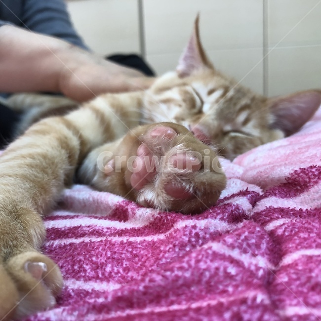 고양이,잠,애완동물,줄무늬,이불,동물,animal,포유류,mammal,고양이,cat,kitten,kitty