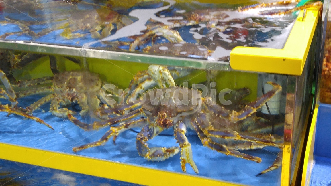 수산물,게,꽃게,대게,킹크랩,동물,animal