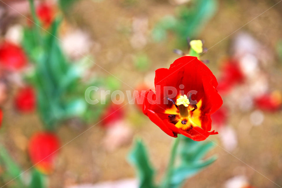 튤립,식물,접사,감성사진,꽃,식물,자연,plants,nature,꽃,flower