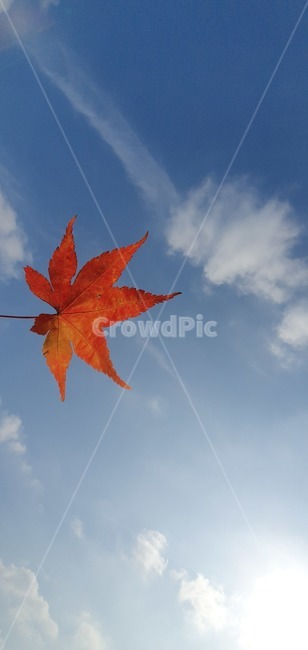 leaf,잎,하늘,단풍잎,가을,가을,계절,fall,autumn,season