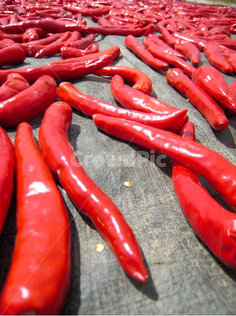고추,태양초,태양초고추,빨간고추,홍고추,pepper,redpepper,redchilli,chilli,birdseyechile,음식,식재료,요리,food,cook,meal,dishes,food reserves,채소,야채,vegetables