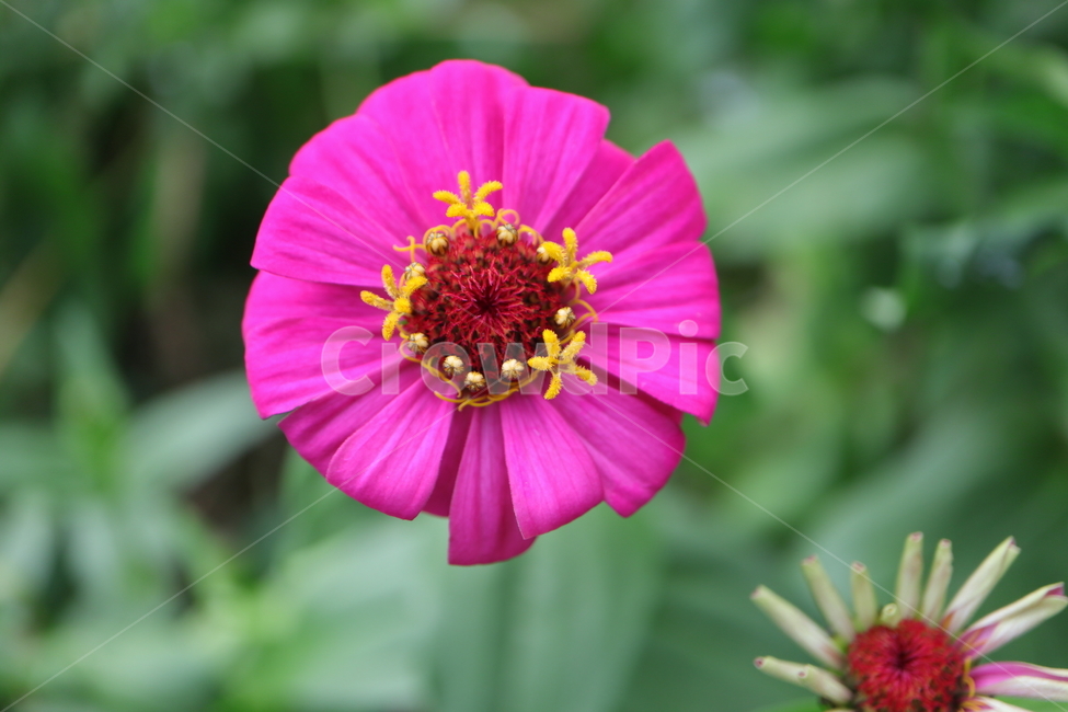 plant,식물,백일홍,zinnia,ninniaelegans,분홍색백일홍,국화과,속씨식물,쌍떡입식물,초롱꽃목,원예종