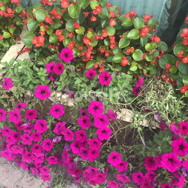 화분,plant,식물,꽃,flower,식물,자연,plants,nature,꽃,flower