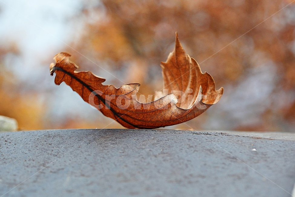 낙엽,단풍,가을,식물,자연,잎,나무잎,가을,계절,fall,autumn,season,식물,자연,plants,nature