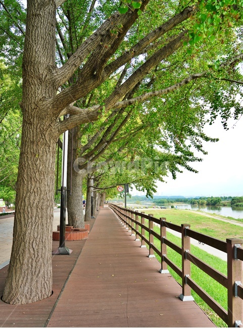 아산은행나무길,아산가볼만한곳,은행나무,은행나무길,산책로,나무,tree,식물,plant,통로,자연,풍경,nature,landscape