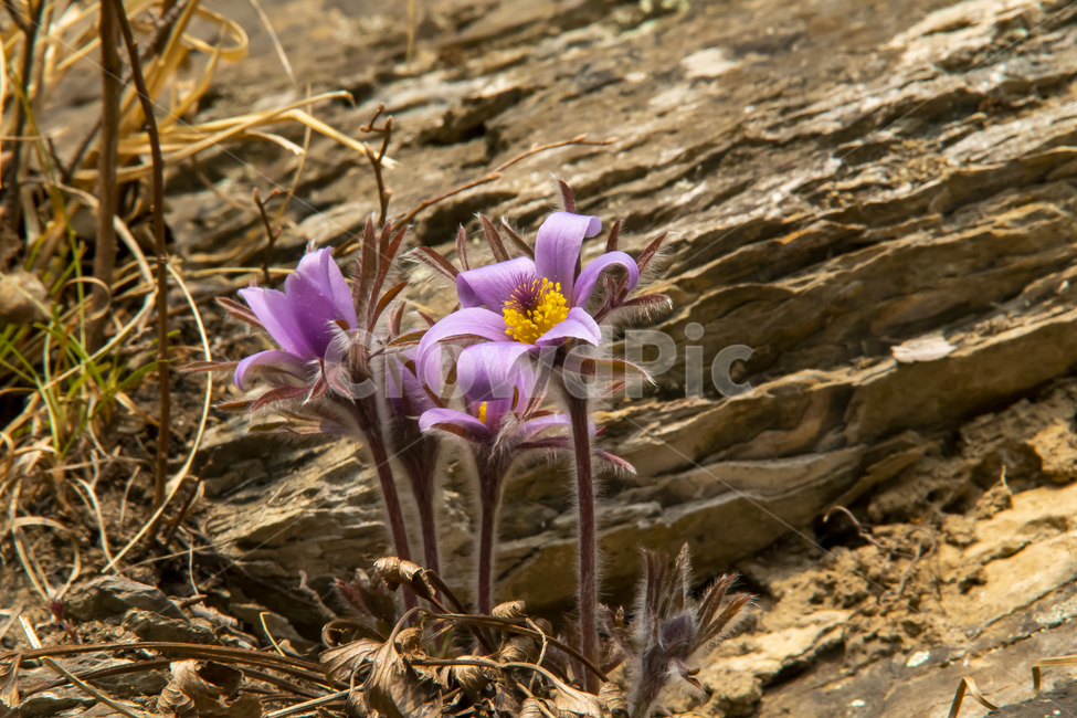 식물,flower,동강,할미꽃,봄,꽃,식물,자연,plants,nature,꽃,flower