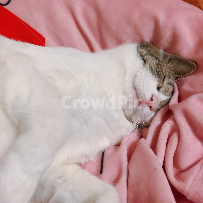 고양이,냥이,야옹이,동물,고등어태비,코리안숏헤어,코숏,아기고양이,동물,animal,고양이,cat,kitten,kitty