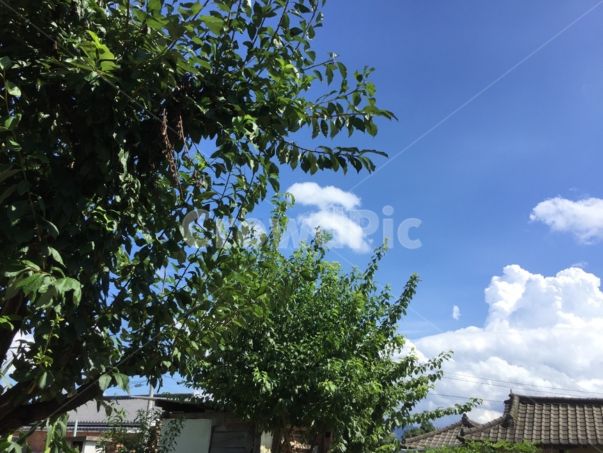 구름,하늘,나무,집,sky,자연,풍경,nature,landscape,outdoors,옥외