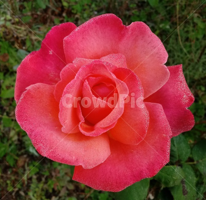장미,꽃,식물,plant,flower,rose,식물,자연,plants,nature,꽃,flower