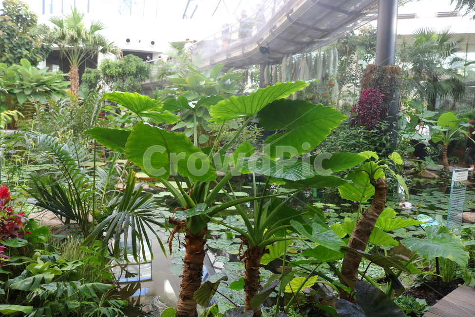 토란,낸시스리벤지,식물,천남성과,열대식물,토련,우자,야채,채소,자연,식물원,서울식물원