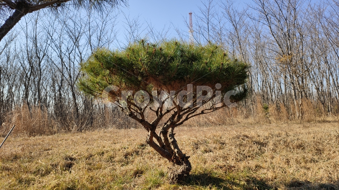 소나무,pinetree,plant,식물,tree,나무