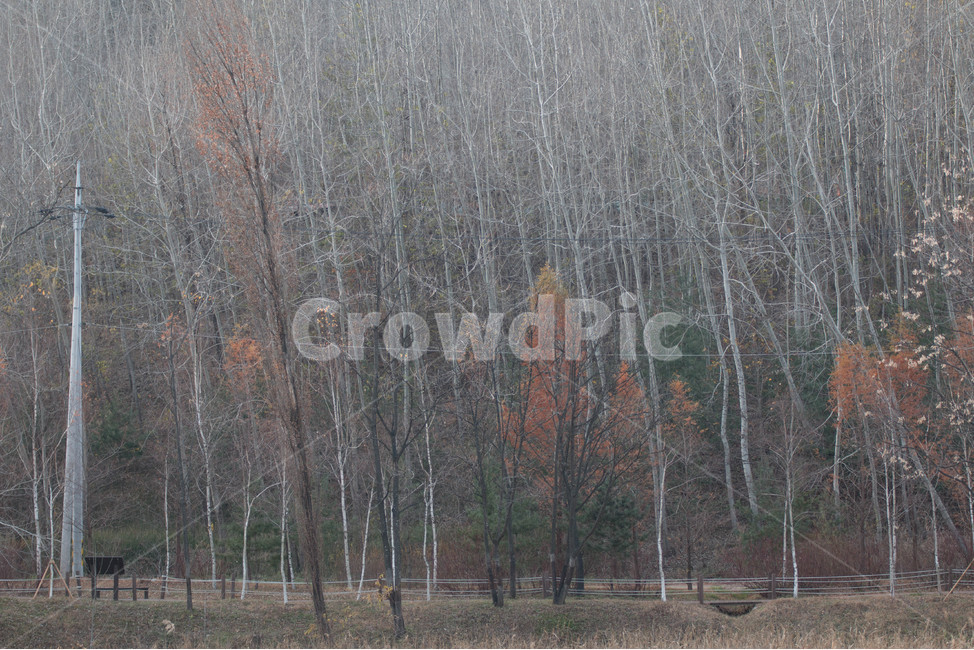 가을,자작나무,앙상함,나무,조화,가을,계절,fall,autumn,season,자연,풍경,nature,landscape,tree,plant,식물