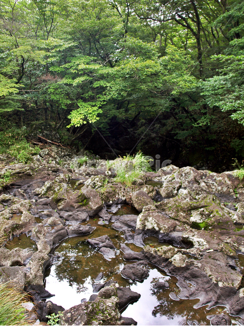 건천,개천,화산암,숲,사려니숲길,제주,자연,풍경,nature,water,물,outdoors,옥외,creek,작은 만,stream,흐름