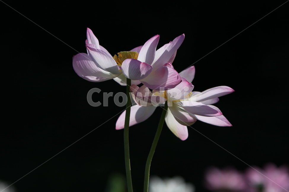 하동,진교,백련지,연꽃,꽃잎,꽃,자연,식물,자연,plants,nature,꽃,flower