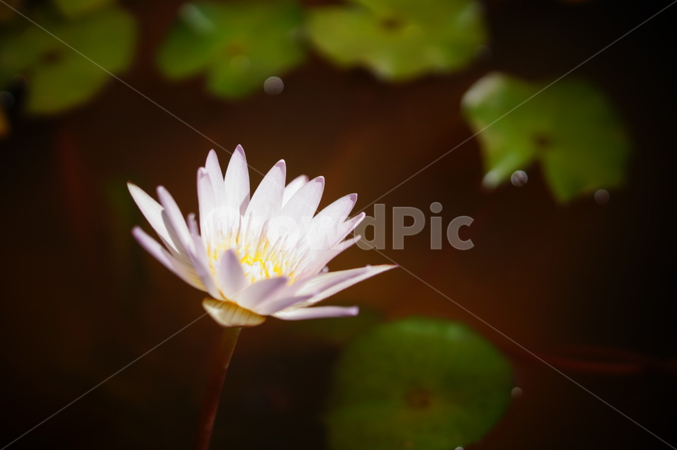 연꽃,꽃,lotus,사찰,temple,연못,연잎,절