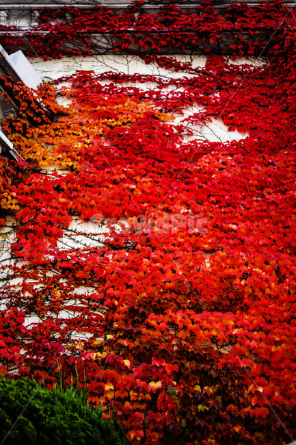 가을,나무,담쟁이,넝쿨,붉은색,가을,계절,fall,autumn,season,plant,식물,leaf,잎,tree,maple,단풍