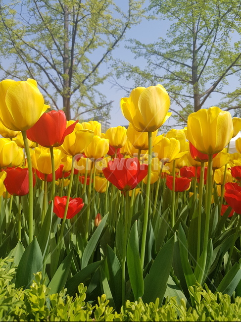 튤립,자연,꽃,노랑,주황,예쁜,감성