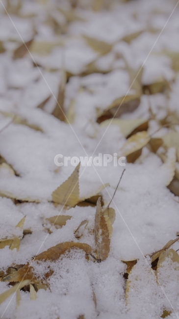 겨울,눈,얼음,나뭇잎,낙엽,계절,눈송이,겨울,계절,winter,season,식물,자연,plants,nature