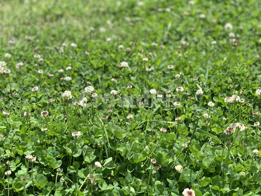 green,꽃,행운,자연,풀잎,토끼풀,풀,초록색,세잎클로버,네잎클로버