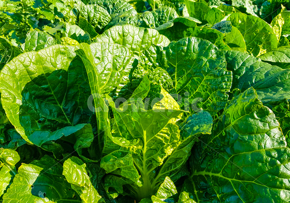 배추,김장,잎,밭,잎파리,채소,야채,vegetables