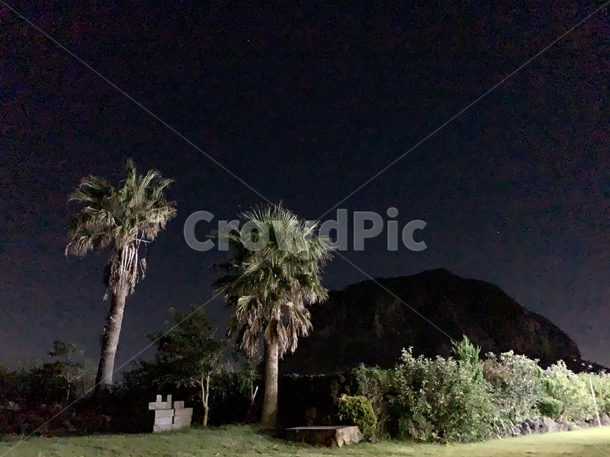 tree,나무,plant,식물,palmtree,야자수,arecaceae,밤하늘,야경,밤,풍경,nightscape,night,landscape
