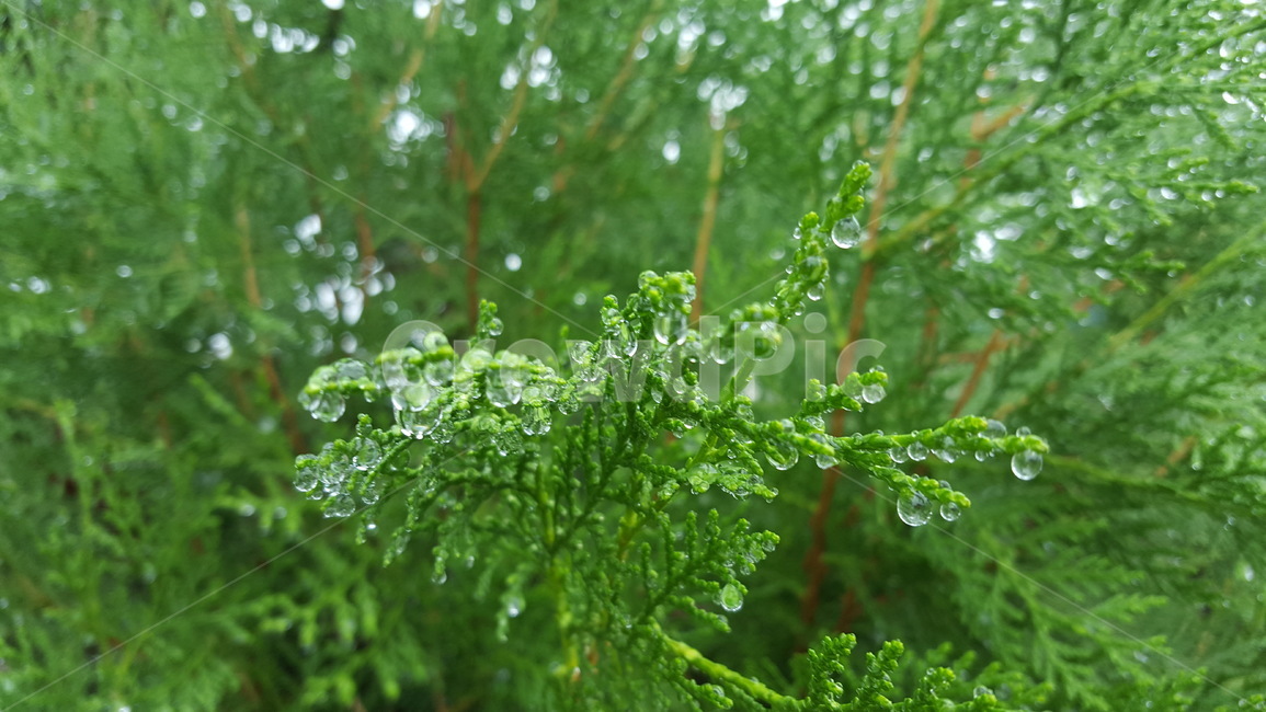 나무,숲,자연,물방울,식물,식물,자연,plants,nature