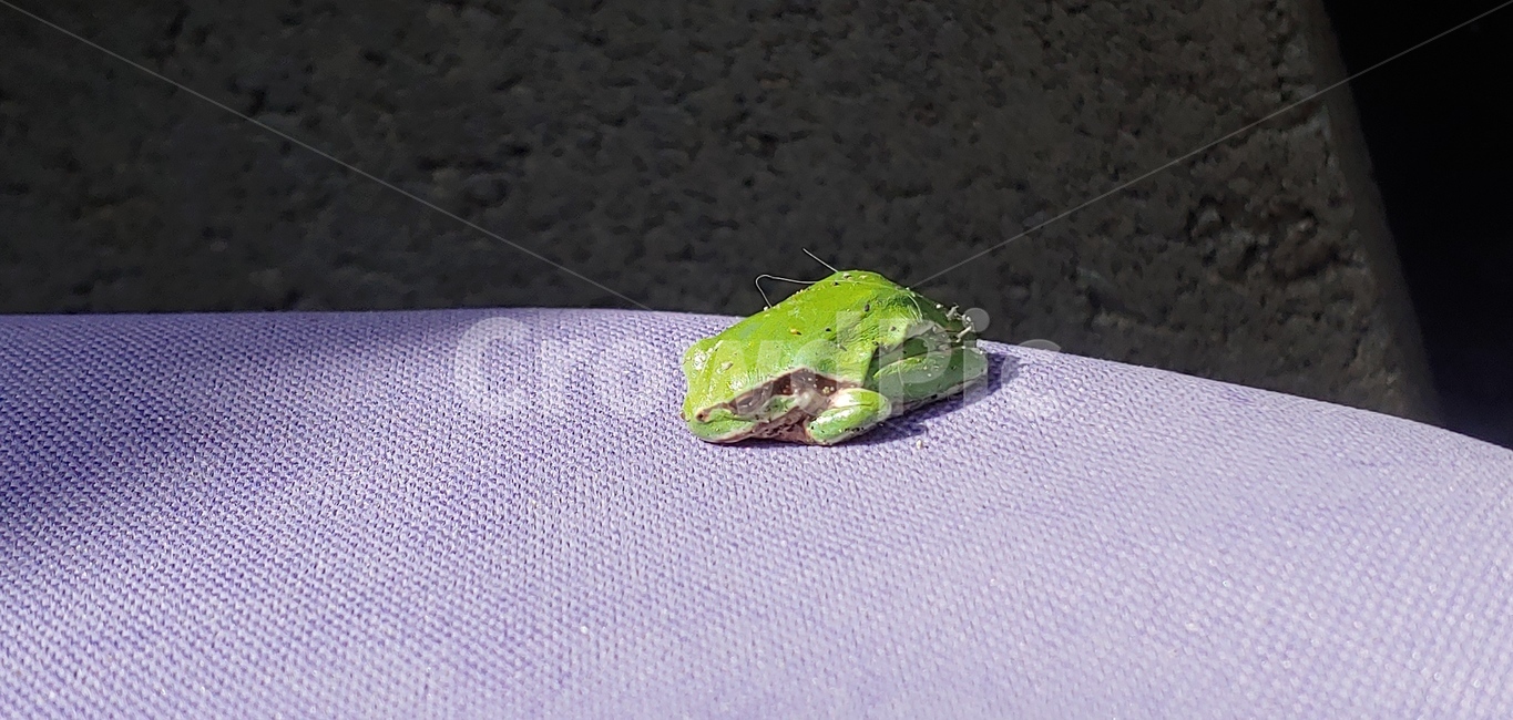 spring,sunbath,frog,nap,tree frog