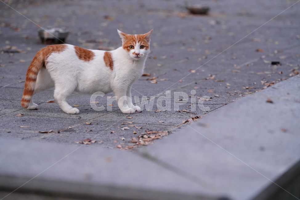 cat,고양이,동물,포유류,생물,생명,길고양이,animal,pet,동물,animal,포유류,mammal,고양이,cat,kitten,kitty