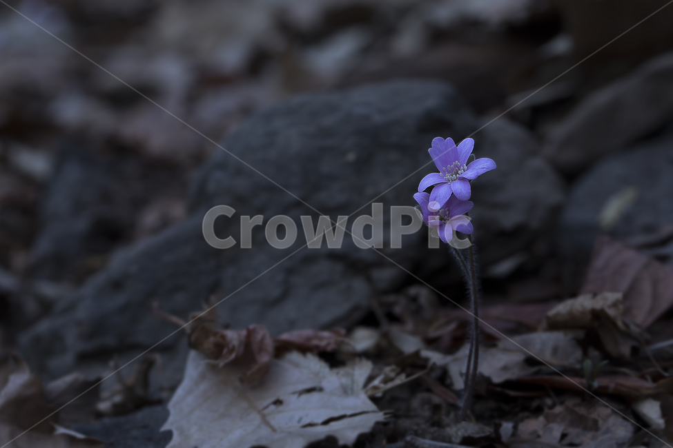 노루귀,Hepatica,신뢰,자신감,인내,confidence,수리산,구봉산,화야산,봄꽃,식물,자연,plants,nature,꽃,flower