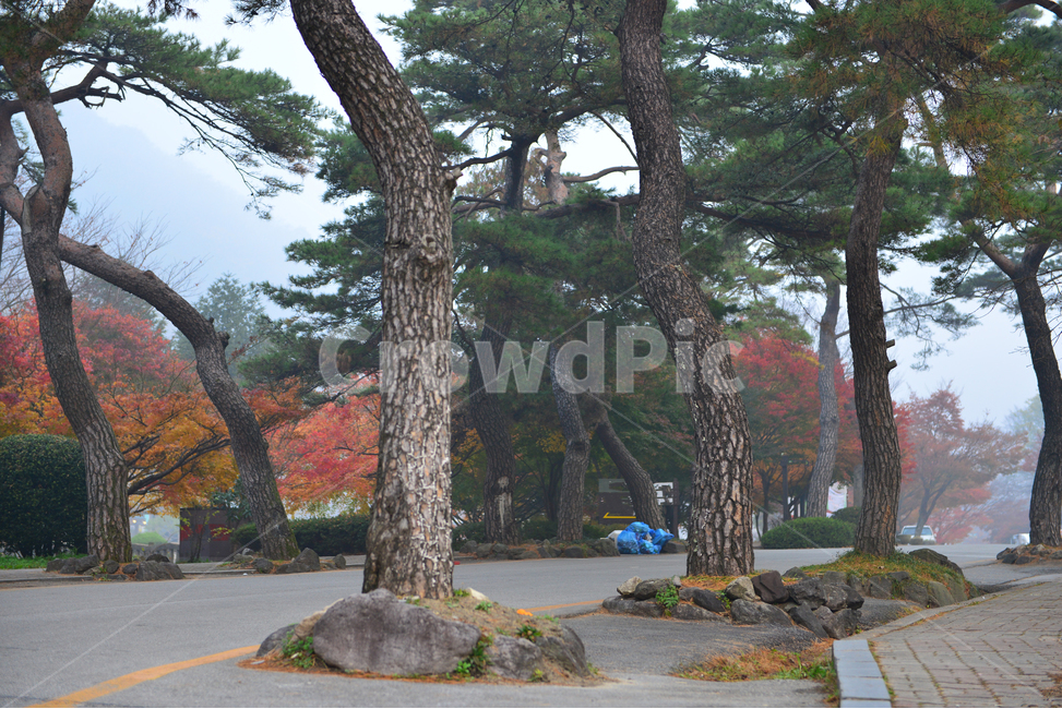도로,아스팔트,전남,백양사가을,장성,백양사,tree,나무,plant,식물,maple,단풍,leaf,잎,treetrunk,나무줄기,경치,경관,풍경,가을,계절,딘풍잎,추색,추경,outdoors,옥외,nature,자연,소나무,식물,자연,plants,nature,나무,trees,wood